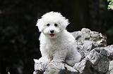 BICHON FRISE 507